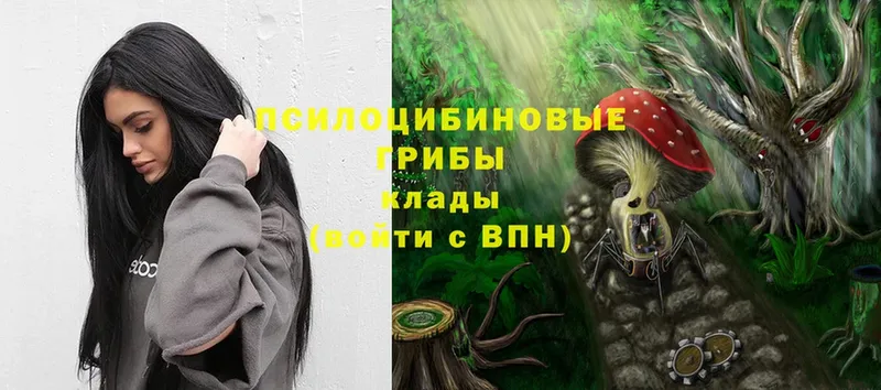 Псилоцибиновые грибы Psilocybe  магазин  наркотиков  Новосиль 